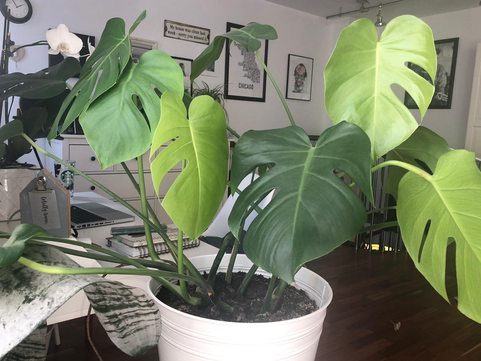 Monstera Liebe - Wie pflegt und zchtet man ein Fensterblatt - Totally Anna